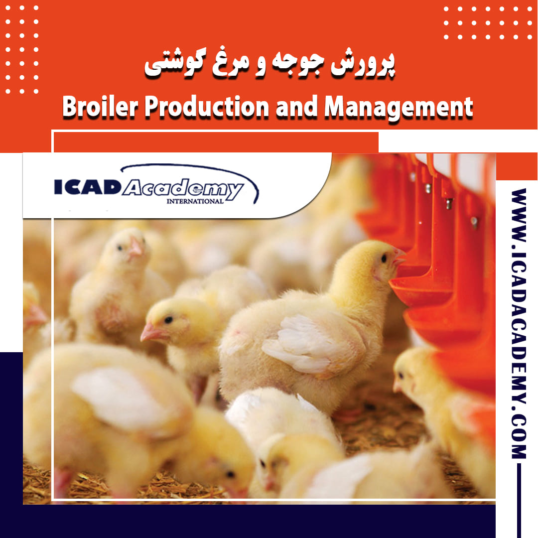 دوره آموزش پرورش جوجه و مرغ گوشتی با گواهینامه های ملی و بین المللی |  IRAN-CANADA 