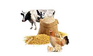 دوره های خوراک دام و طیور